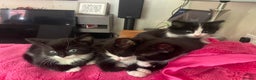 Mixed Breed cats for sale: Black and white kittens READY NOW - Advert 9