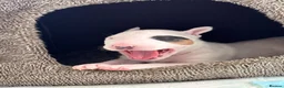 English Bull Terrier dogs for sale: English bull terrier puppy (female)  - Advert 3