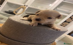 Maltipoo dogs for sale: 🧸 Tiny F1 Maltipoo Boys  - Image 2