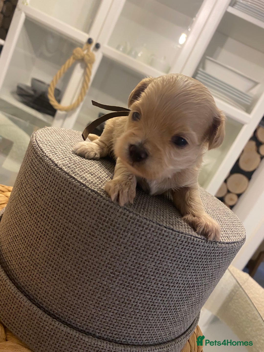 Maltipoo dogs for sale: 🧸 Tiny F1 Maltipoo Boys  - Image 2