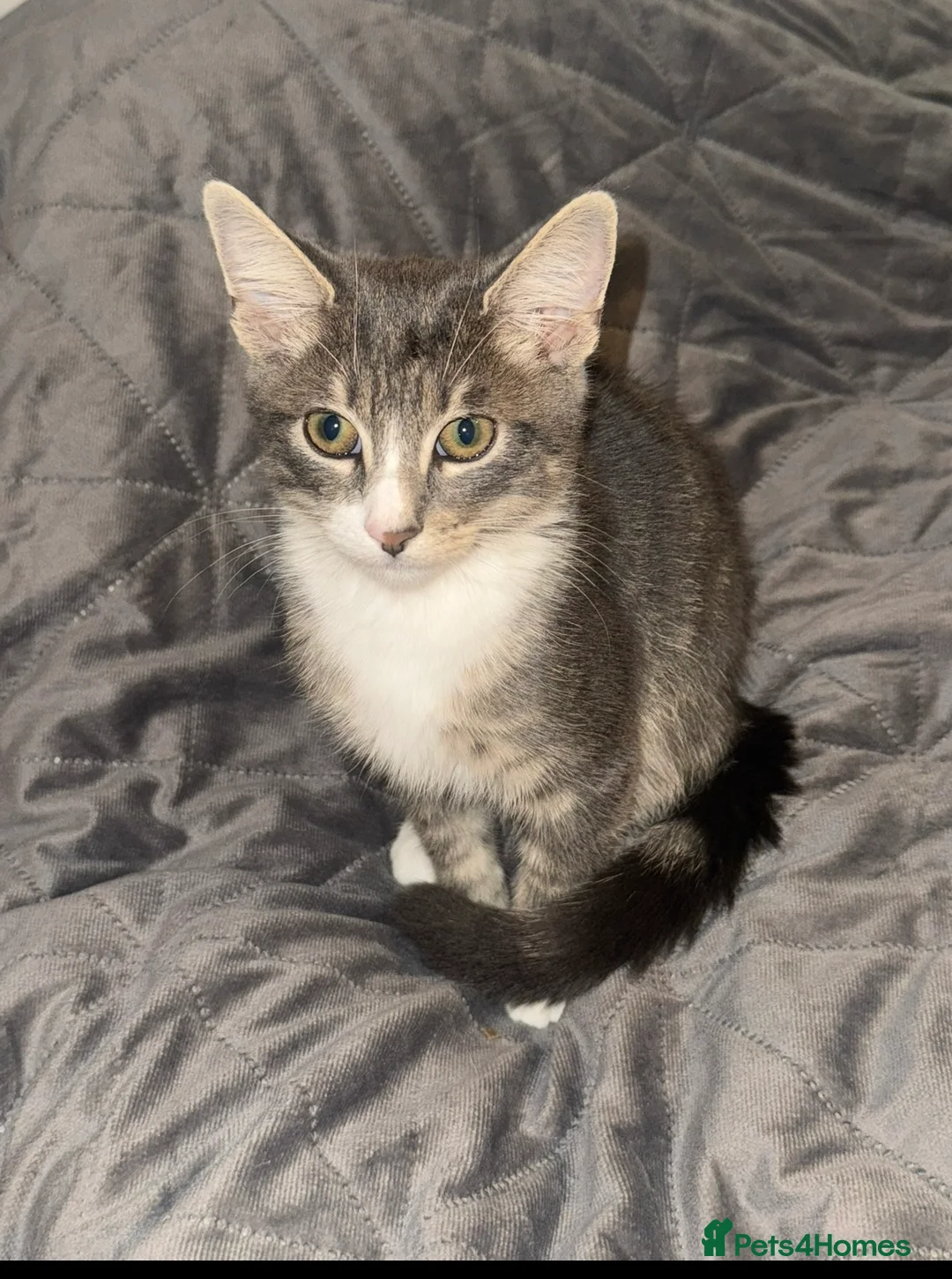 British Shorthair cats for sale: Grey tabby cat in South Shields - Advert 1