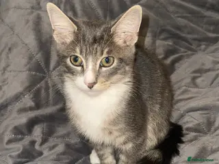 British Shorthair cats Grey tabby cat in South Shields - Advert 1