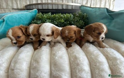 Cavalier King Charles Spaniel dogs for sale: Fully Health tested Cavalier King Charles Puppies  - Image 6