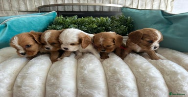 Cavalier King Charles Spaniel dogs - Advert 1