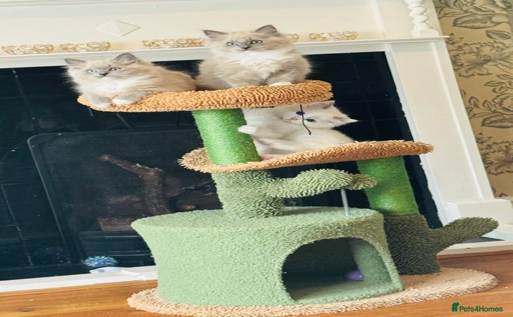 Ragdoll cats - Advert 1
