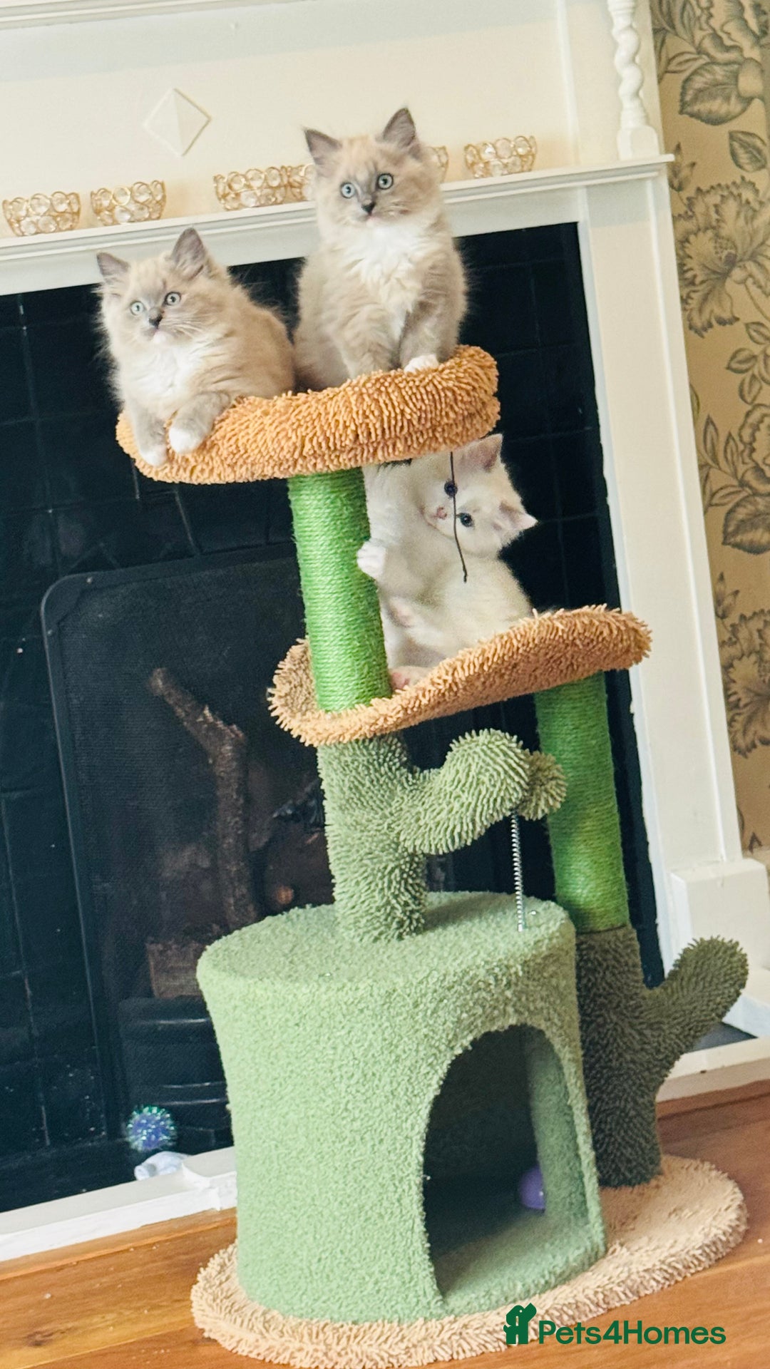 Ragdoll cats for sale: 2 Mink & 1 Blue Point Fluffy Babies  - Image 1