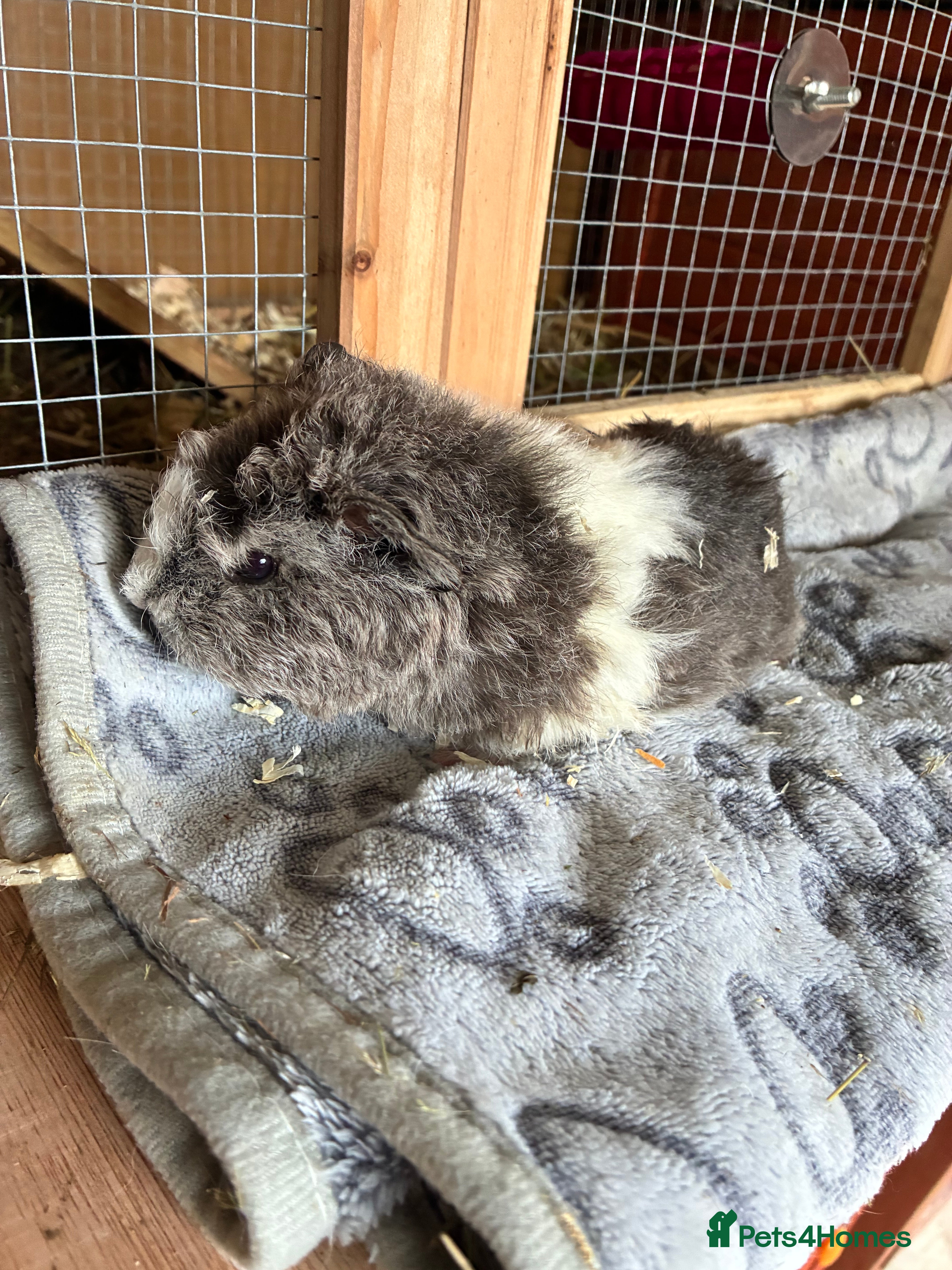 Guinea Pig rodents Baby pigs for sale !  - Advert 8