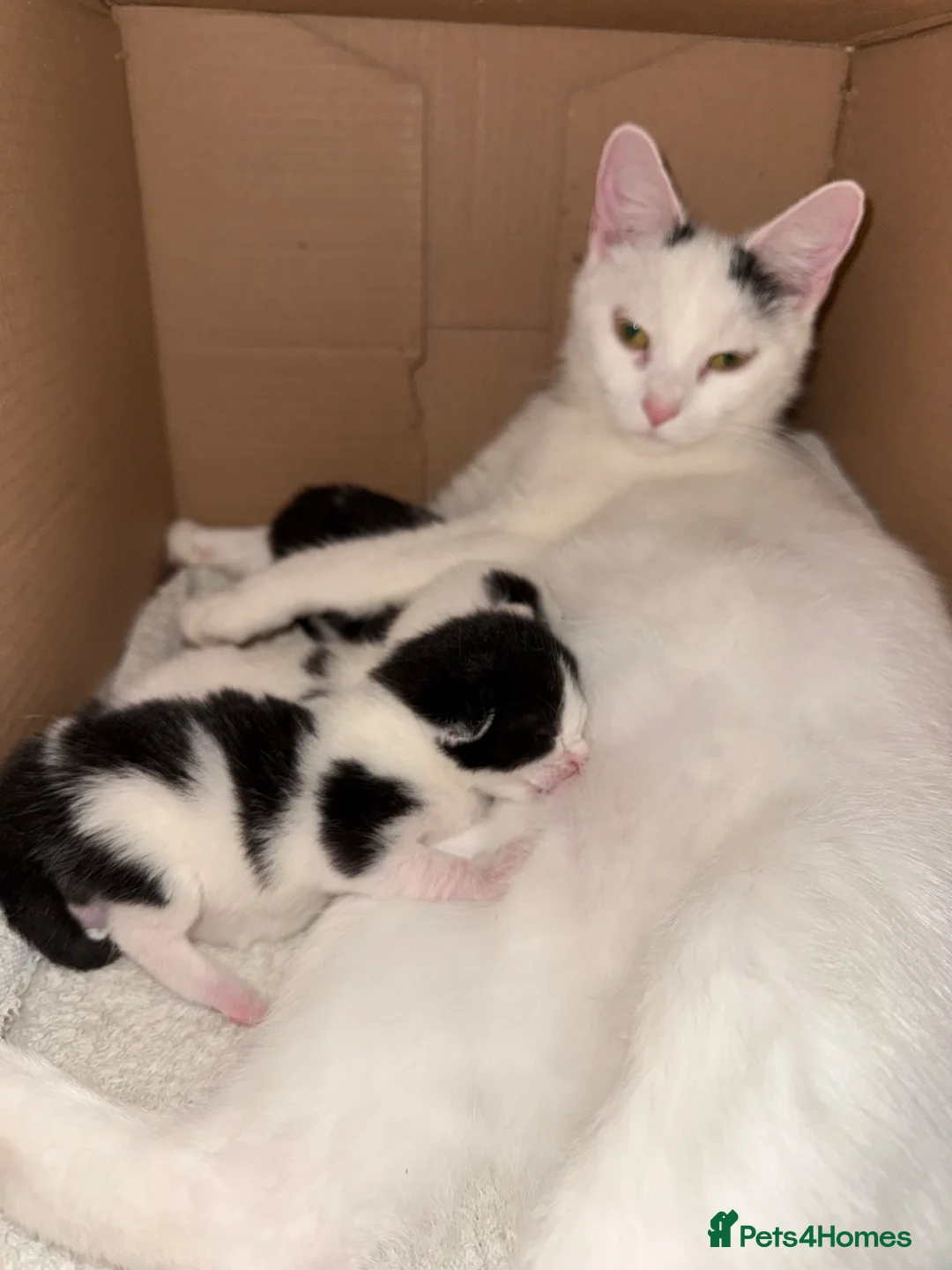 Mixed Breed cats for sale: Kittens for sale in Beccles - Advert 2