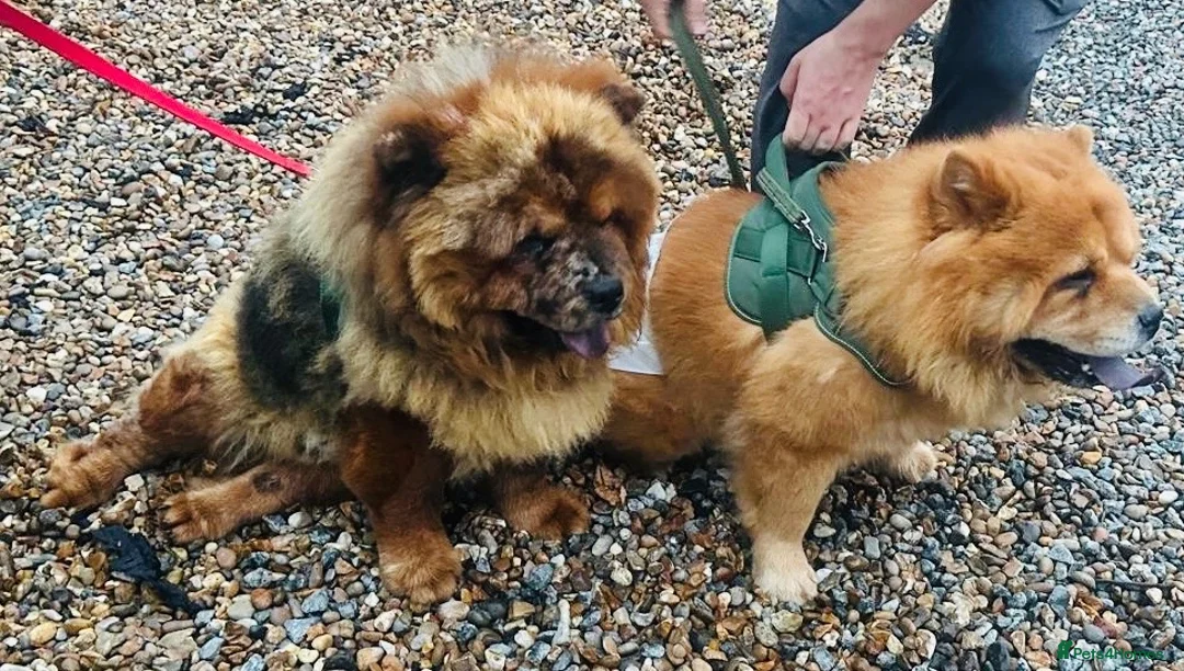 Chow Chow dogs for sale: Chow chow puppies for sale  - Advert 2