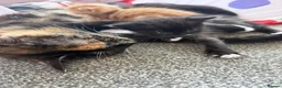 Mixed Breed cats for sale: Kittens  in Knaresborough - Advert 20