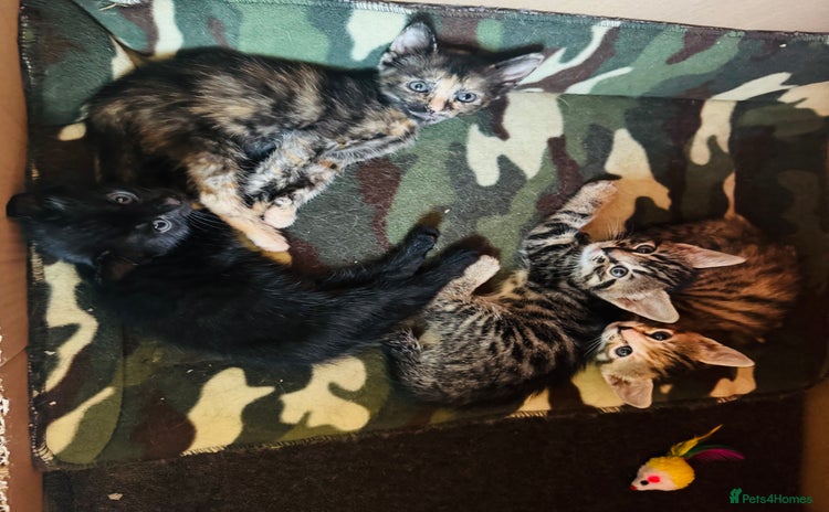 Mixed Breed cats - Advert 2