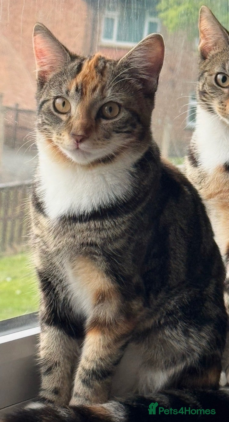 Mixed Breed cats Beautiful kittens for sale🩵 - Advert 2