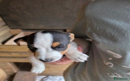Jack Russell dogs for sale: Jack Russell pups 😍 - Image 10
