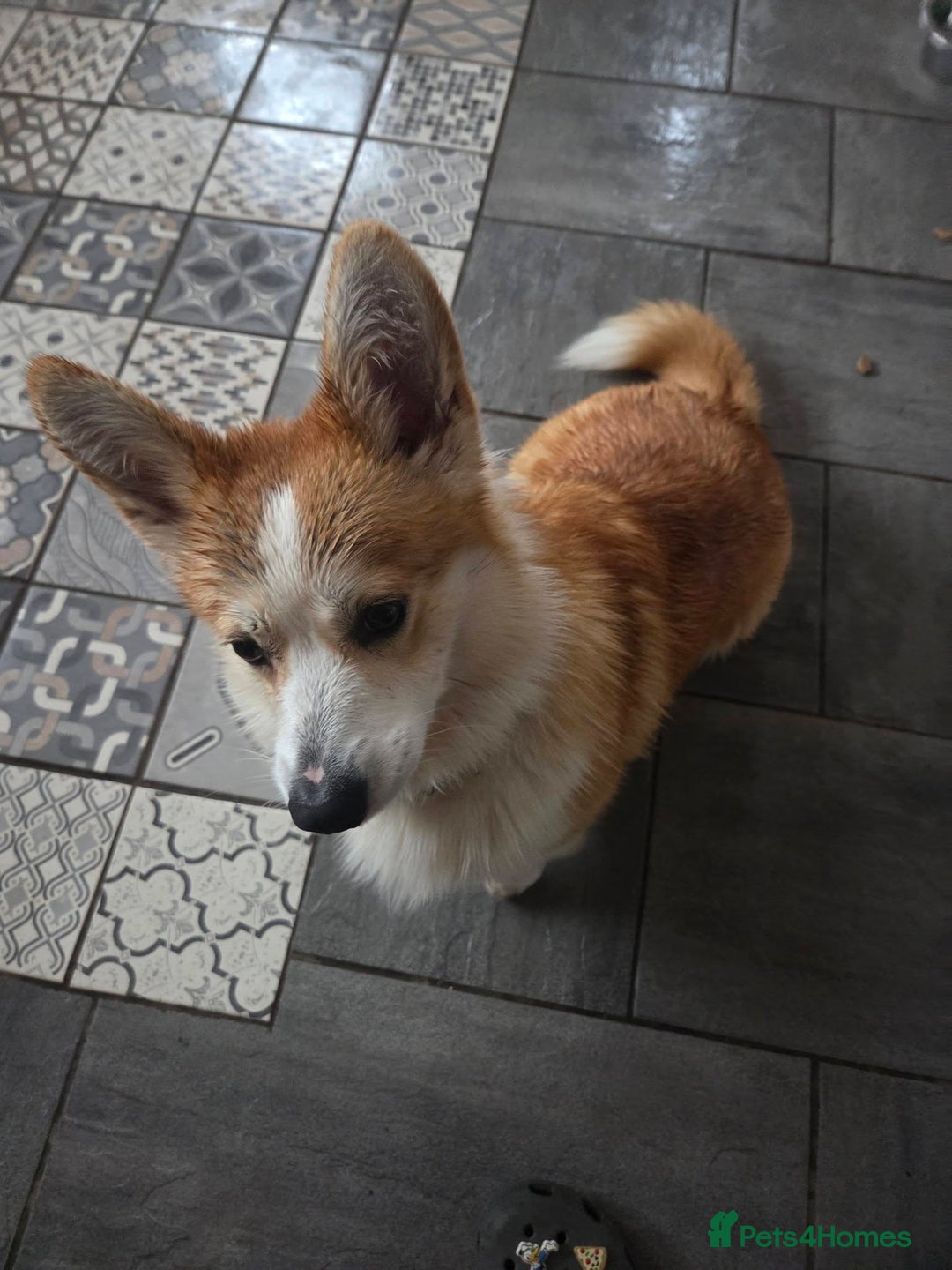 Welsh Corgi Pembroke dogs for sale: Corgi for Sale - Advert 1