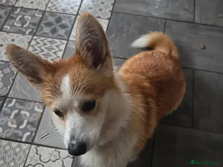 Welsh Corgi Pembroke dogs Corgi for Sale - Advert 1