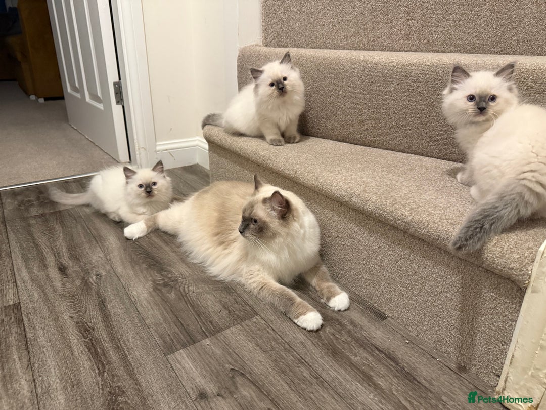 Ragdoll cats for sale: 6 Gorgeous Full Breed Ragdoll Kittens Ready to Go! - Advert 4