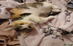 Mixed Breed cats for sale: 2 female kittens - Advert 2