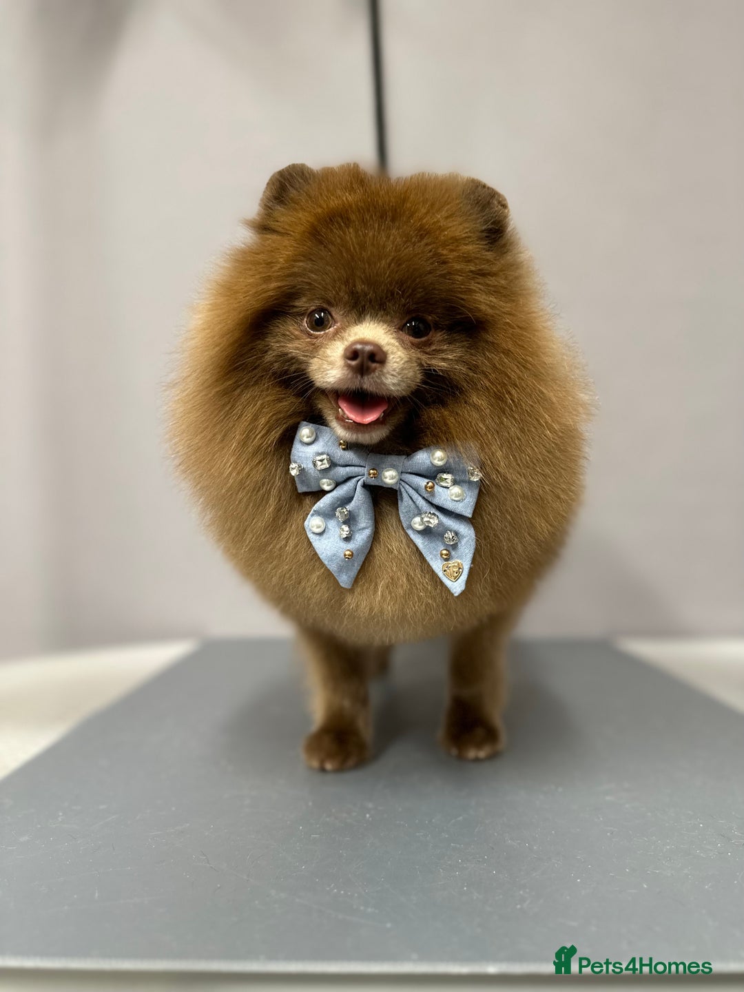 Pomeranian dogs for stud: Lilac and tan carrier tiny boy for stud in Lanark - Advert 5