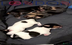 Mixed Breed dogs for sale: 4 gorgeous puppies for sale - Image 15