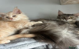Maine Coon cats for sale: Active Maine Coon Breeding Queen - Image 1
