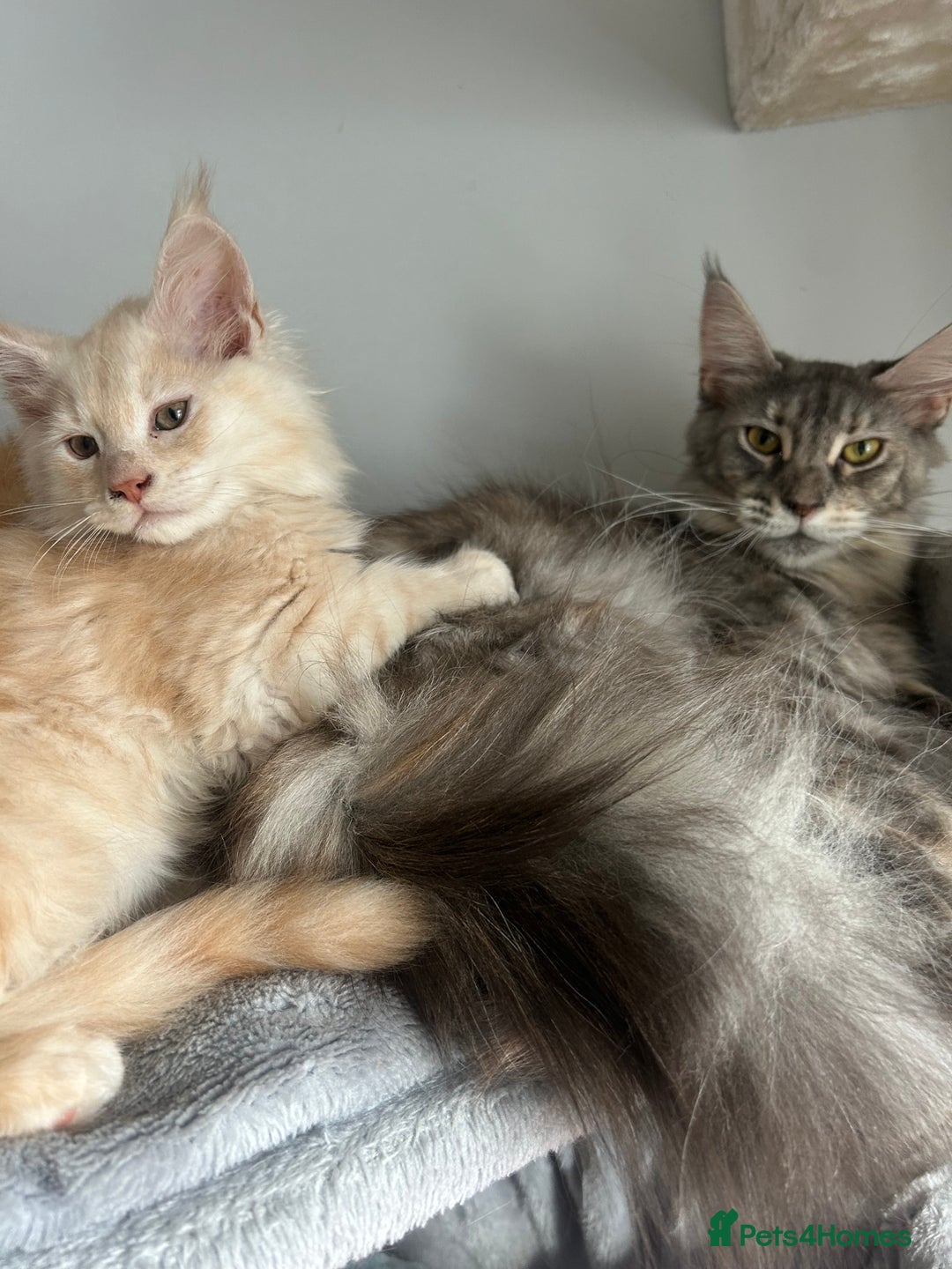 Maine Coon cats for sale: Active Maine Coon Breeding Queen - Image 1