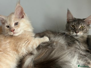 Maine Coon cats - Advert 32