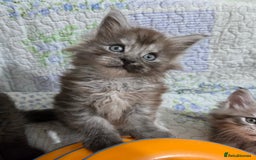 Maine Coon cats for sale: Stunning GCCF Maine Coon babies - Image 15