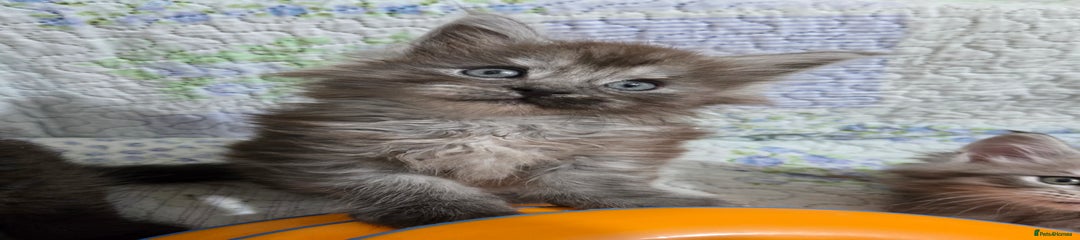 Maine Coon Kitten Humphrey