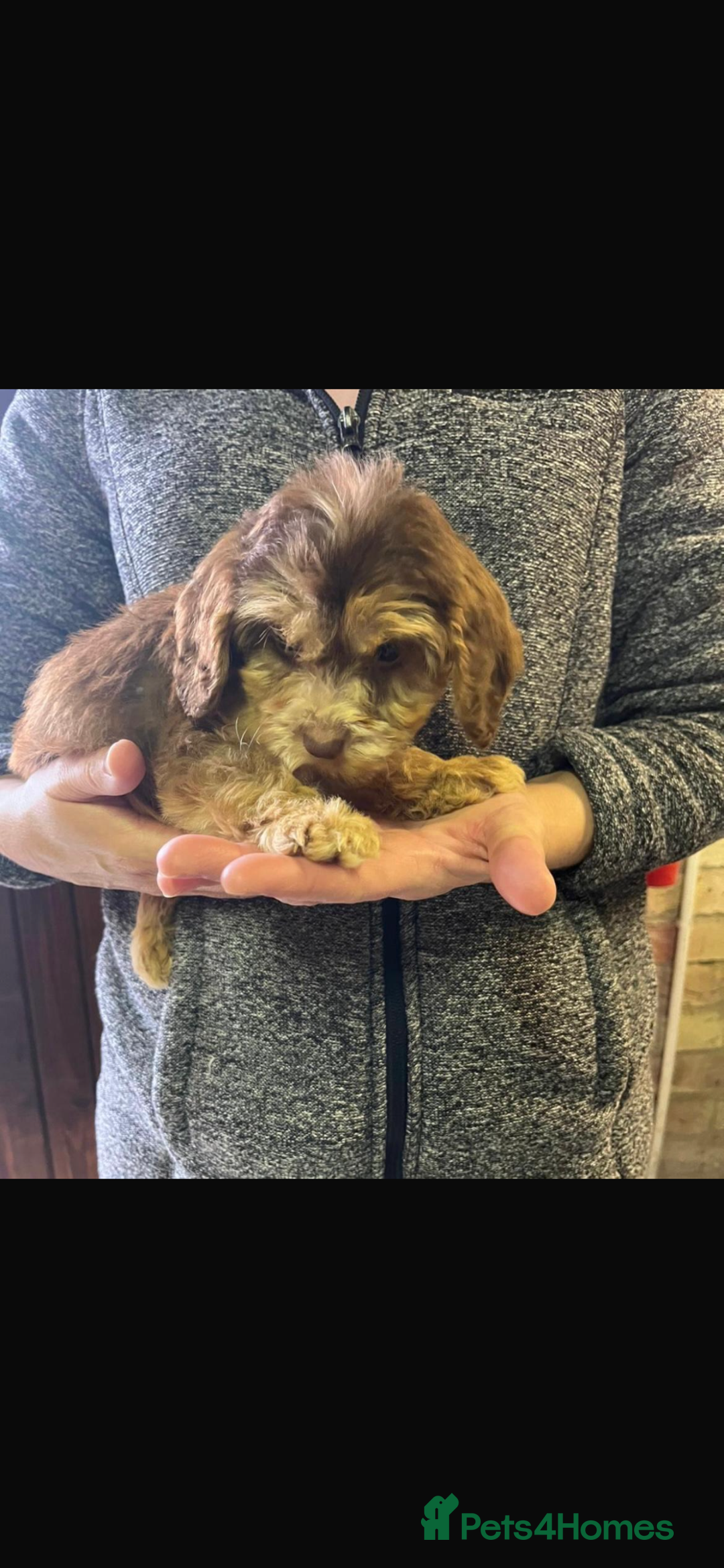 Cockapoo dogs for sale: Adorable show cocker poo puppies - Image 3
