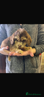 Cockapoo dogs - Advert 10