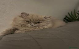 British Longhair cats for sale: Lilac British long hair mix Scottish  - Image 2