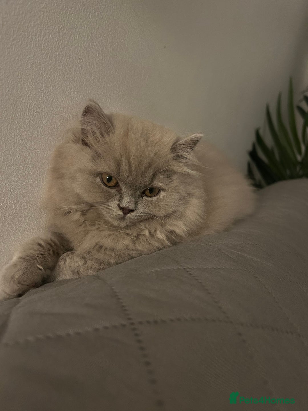 British Longhair cats for sale: Lilac British long hair mix Scottish  - Image 2