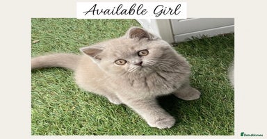 British Shorthair cats - Advert 8