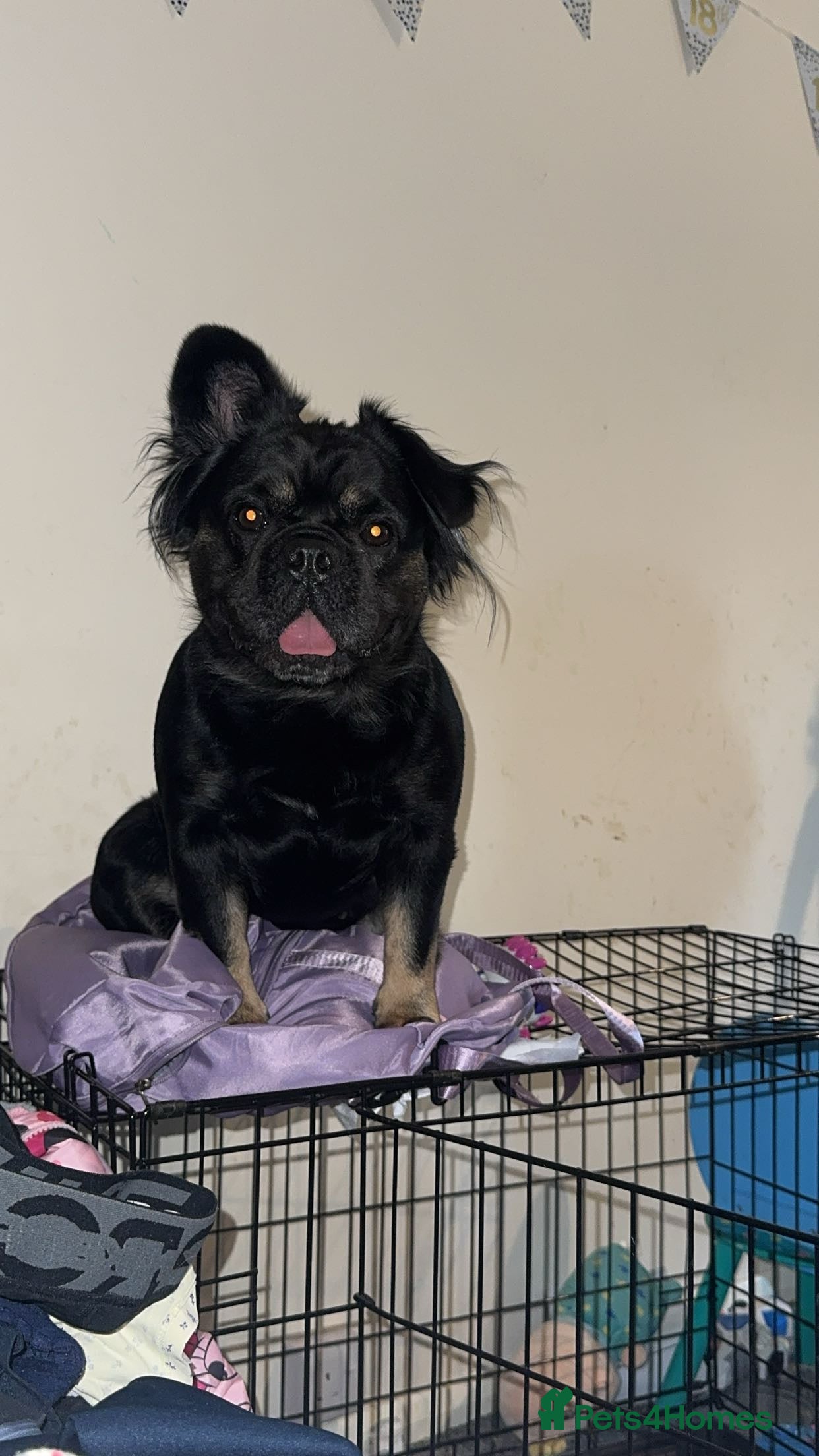 French Bulldog dogs Fluffy Frenchie  - Advert 1