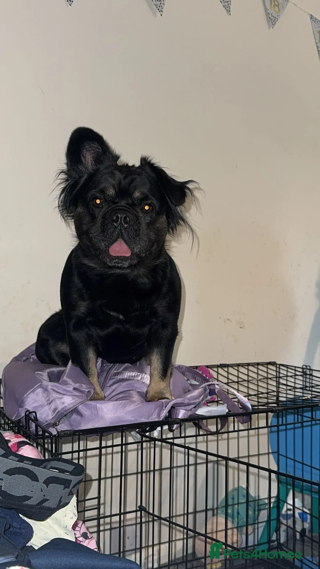 French Bulldog dogs for sale: Fluffy Frenchie  - Advert 1