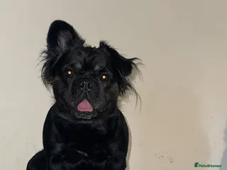 French Bulldog dogs Fluffy Frenchie - Advert 1