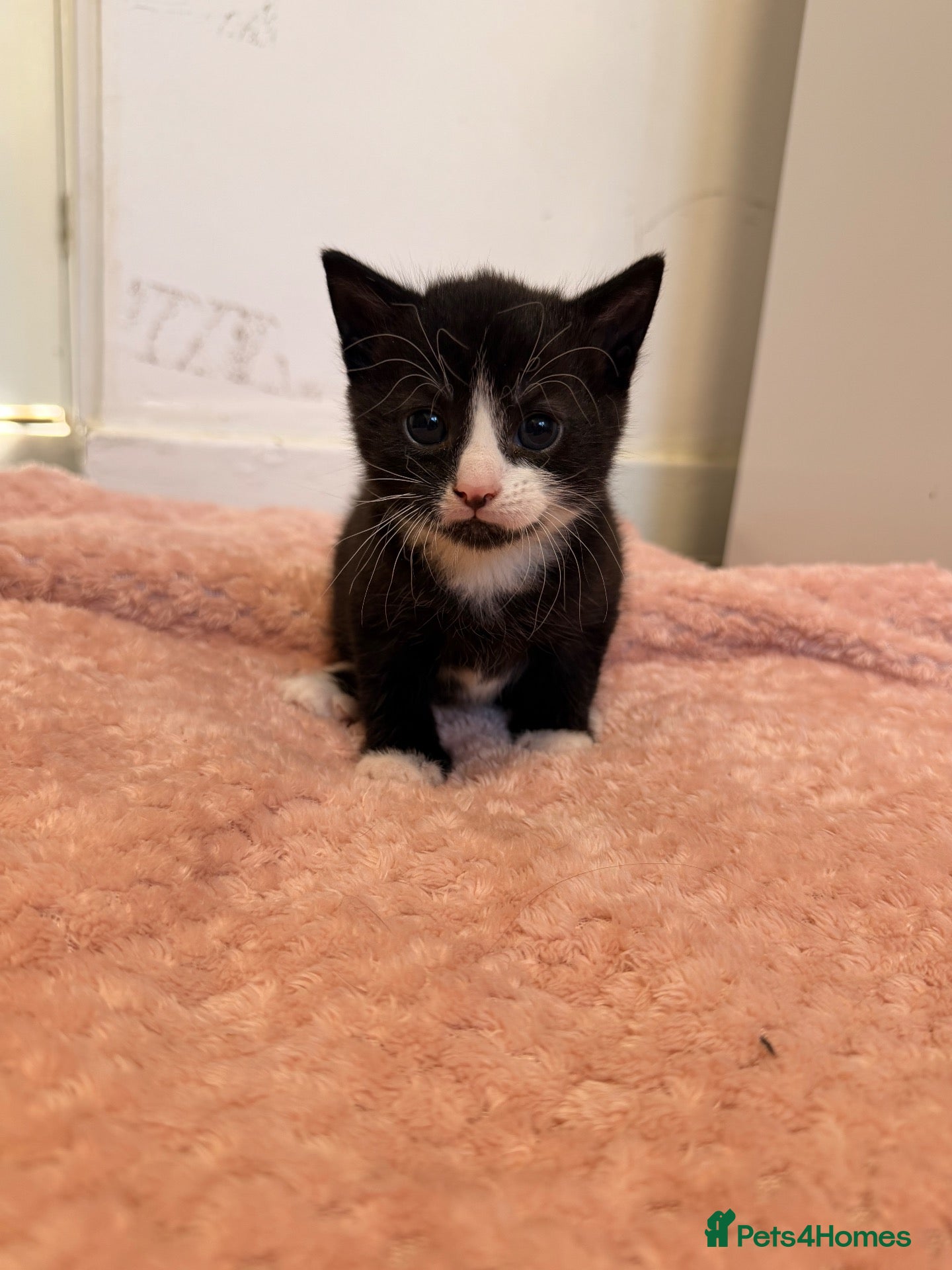 Mixed Breed cats 1 girl. 2 boys needing loving families  - Advert 6