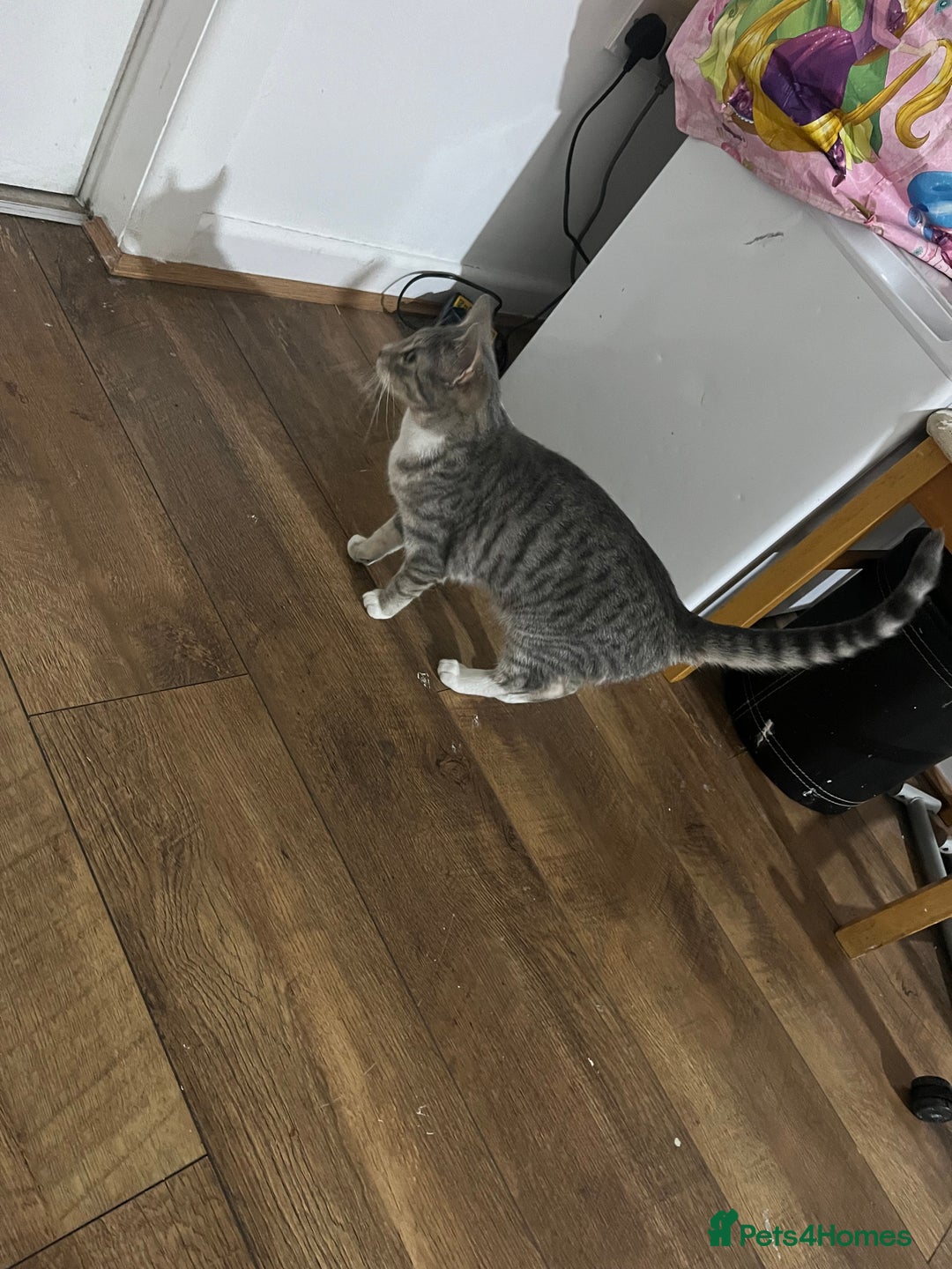Mixed Breed cats for sale: Female 6 month old cat/kitten grey and white  - Advert 2