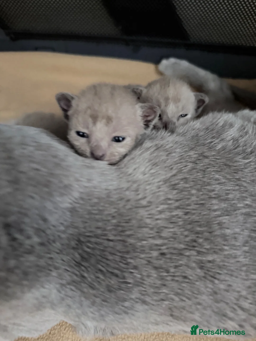 Burmese cats for sale: GCCF registered Burmese Kittens-Blue & Brown boys - Advert 10