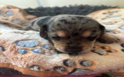 Mixed Breed dogs for sale: Unique mixed breed - Image 18