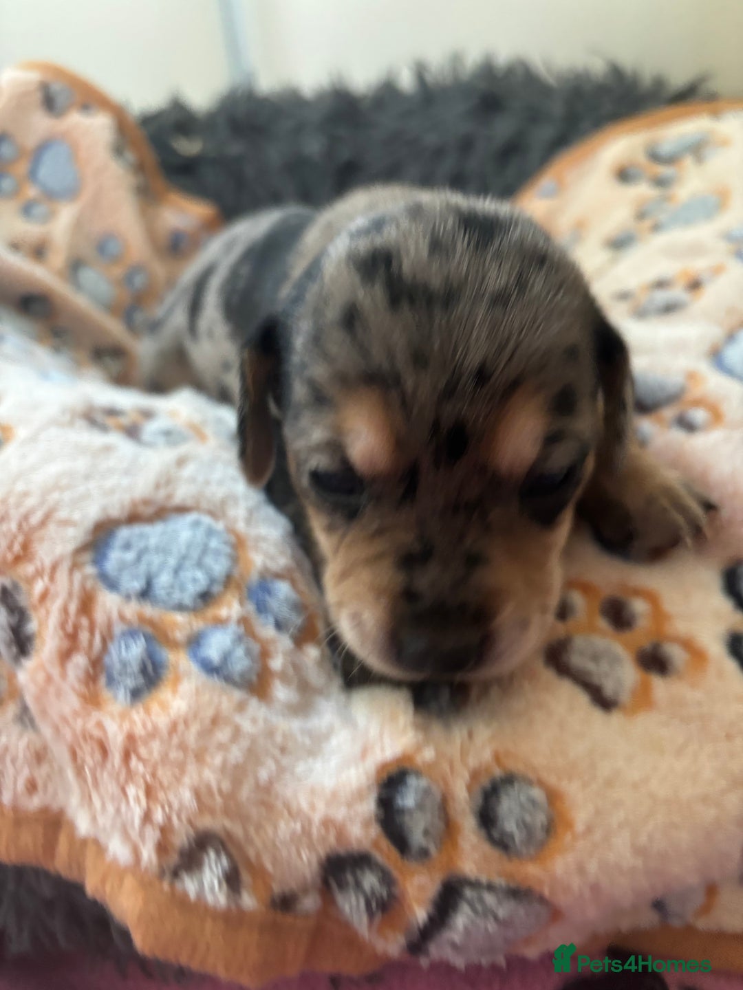 Mixed Breed dogs for sale: Unique mixed breed - Image 18