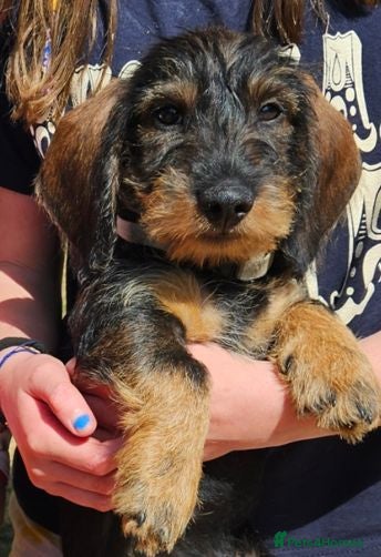 Dachshund dogs Wirehaired standard Dachshund puppies - Advert 1