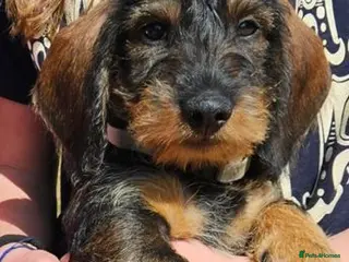 Dachshund dogs Wirehaired standard Dachshund puppies - Advert 1