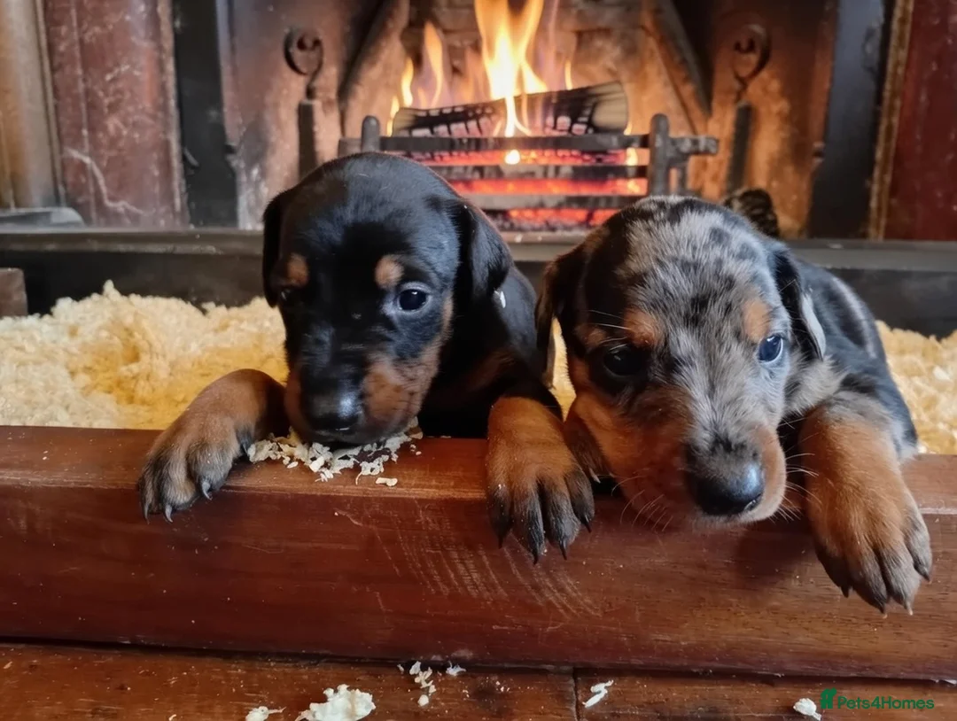 Mixed Breed dogs for sale: Champ KC registered Doberman & Beaceron puppies. - Advert 5