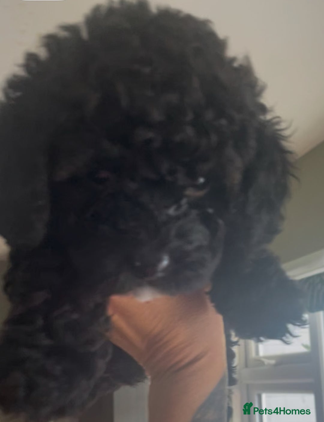 Poochon dogs for sale: Gorgeous Puppy Poochons for sale  - Image 9