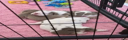 English Bulldog dogs for sale: English bulldog puppies  - Advert 5