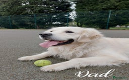 Golden Retriever dogs for sale: 1 LEFT *Ready to Go* Golden Retriever puppies 🐾 - Image 16