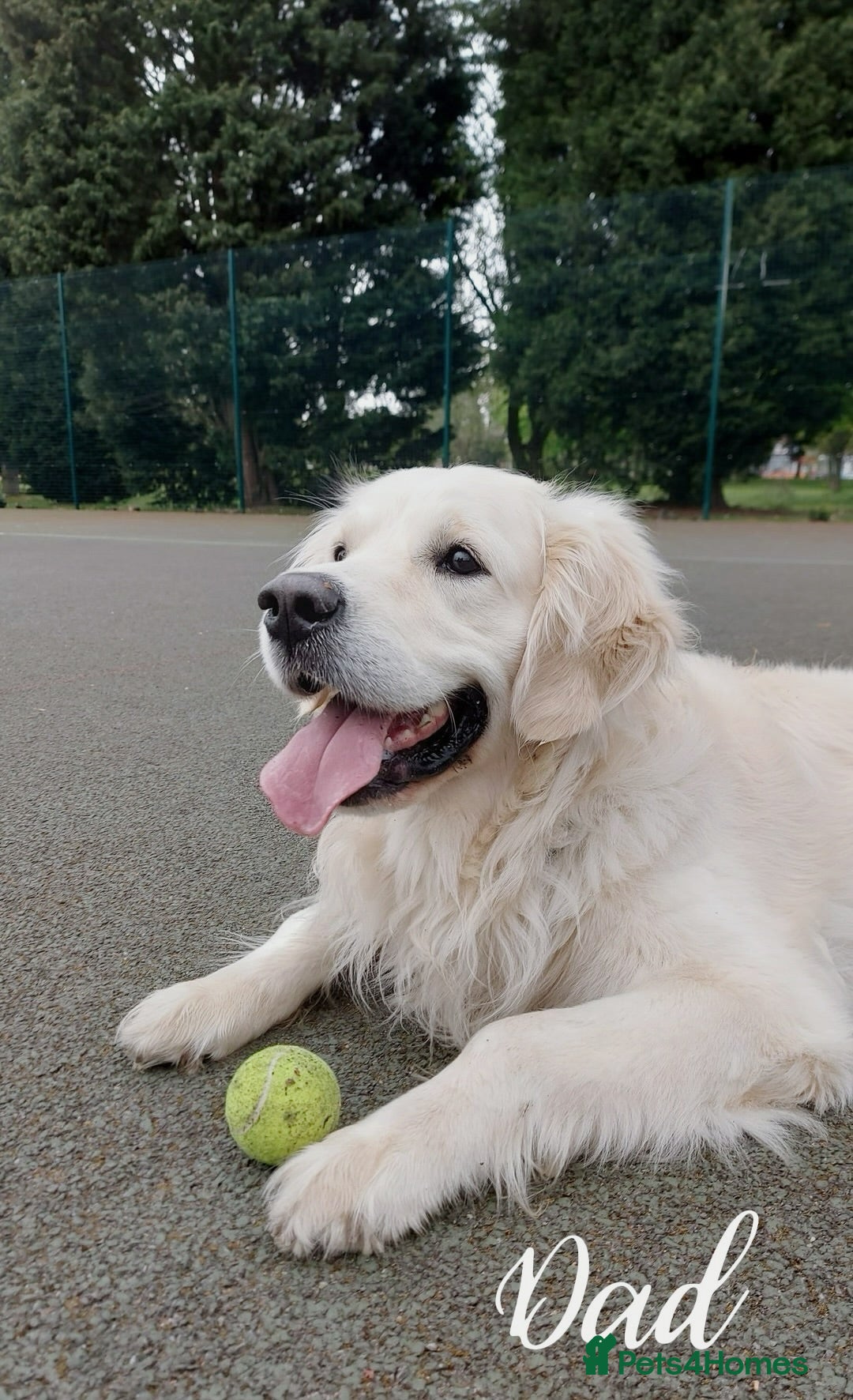 Golden Retriever dogs for sale: 1 LEFT *Ready to Go* Golden Retriever puppies 🐾 - Image 16