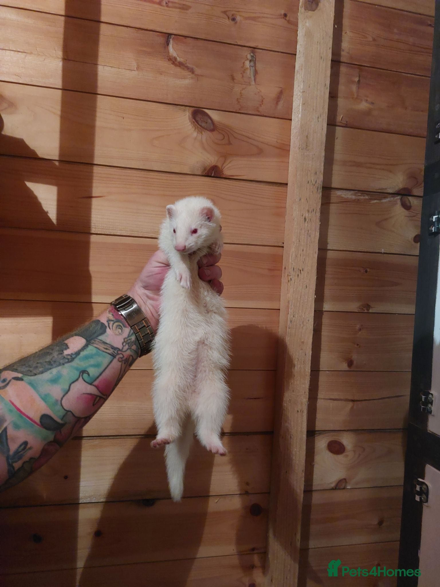 Ferret rodents Albino Kits for sale - Advert 8