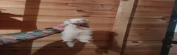 Ferret rodents for sale: Albino Kits for sale - Advert 3